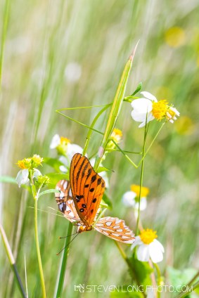 Brunneria borealis - Brunner's Mantis
