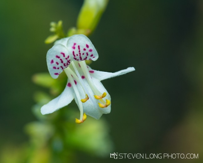 Garrett’s mint (Dicerandra christmanii)