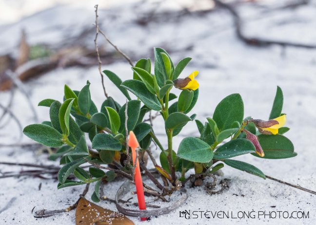 Crotalaria avonensis