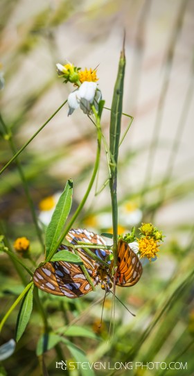 Brunneria borealis - Brunner's Mantis