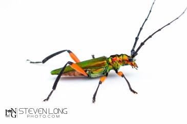 untitled-201606174967