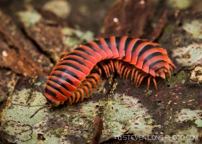 Sigmoria Sp. - flat backed millipede